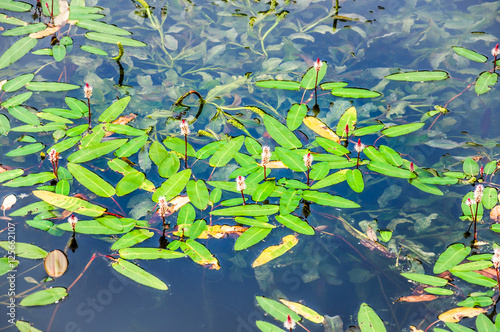 Blooming floating Pondweed (Potamogeton natans) on the pond