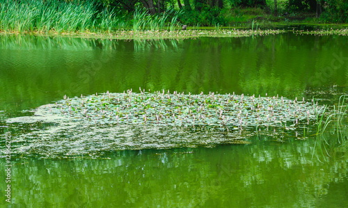 Blooming floating Pondweed (Potamogeton natans) on the pond