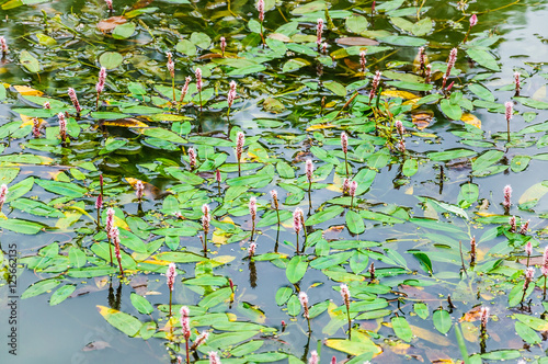 Blooming floating Pondweed (Potamogeton natans) on the pond