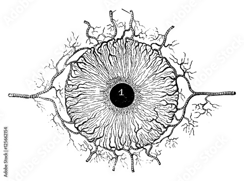 Human Iris, vintage engraving