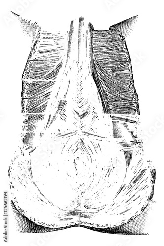 Perineum or Region of the Genitals and Anus, vintage engraving