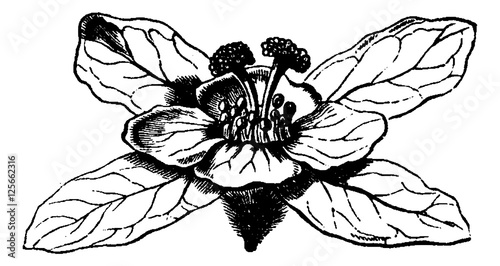 Hagenia or Hagenia abyssinica, vintage engraving
