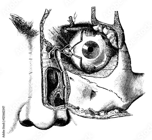 Lacrimal Apparatus, vintage engraving