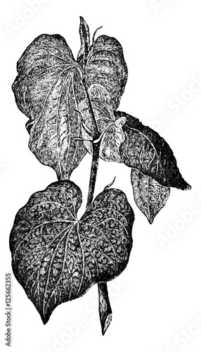 Kava or Piper methysticum, vintage engraving