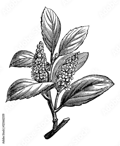 Cherry Laurel or Prunus laurocerasus, vintage engraving