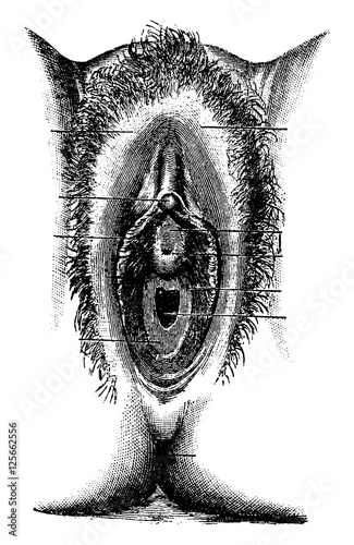 Human Vulva, vintage engraving