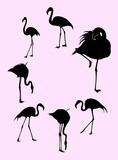 Flamingo birds animal gesture silhouette. Good use for symbol, logo, web icon, mascot, sign, or any design you want.