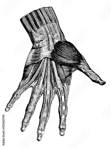 Muscles of the hand (superficial layer), vintage engraving.
