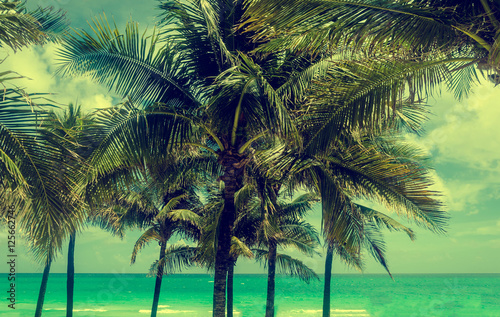 Miami Beach Palms - retro effect