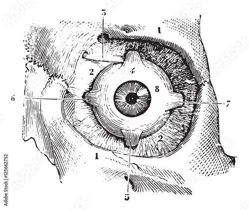 Eye muscles and fascia orbitofrontal palpebra eye, vintage engra photo