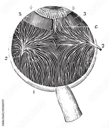 Iriennes and choroidal veins, vintage engraving.