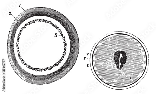 Fig. 953. Training blastoderm, Fig. 954. Onset of embryonic spot