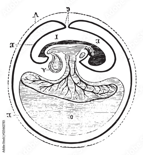Origin of allantoic, vintage engraving.