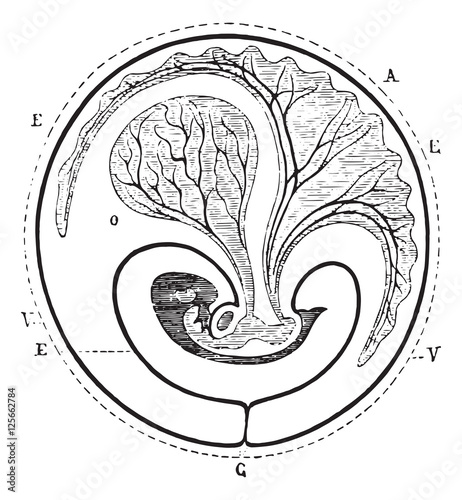 Progress of the allantoic decreased umbilical vesicle, vintage e