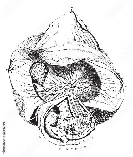 Human Egg 30 to 55 days, vintage engraving.