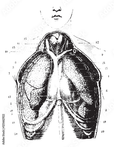 Cup destiny has chest area show available pericardium, pleura an