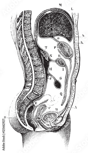 Vertical and antero-posterior of the abdomen, vintage engraving.