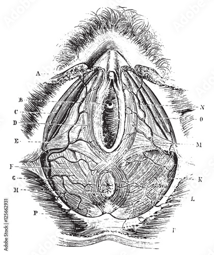 Perineum in women, vintage engraving.