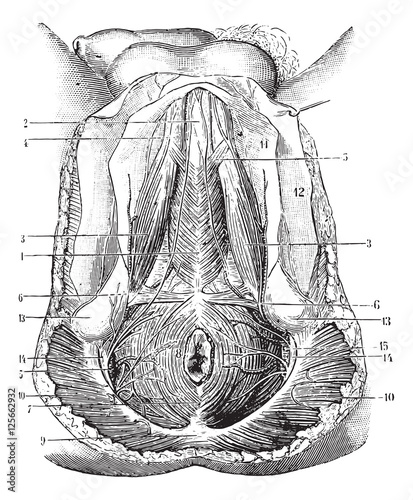 Perineum humans, vintage engraving.