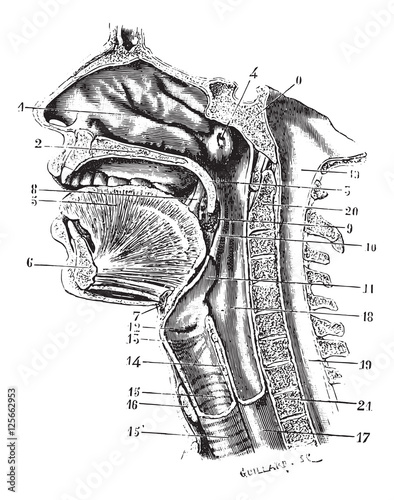 Cup antero-posterior of the oral cavity and throat back revealin