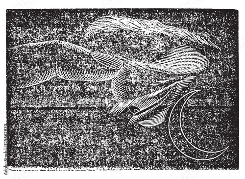 Phosphene front, vintage engraving.