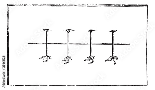 Suture separated points, vintage engraving.