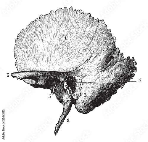 Left temporal bone, vintage engraving.