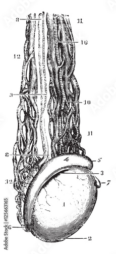 Testicular vein or Spermatic veins, vintage engraving. photo