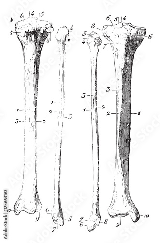 Skeleton of the leg, vintage engraving. photo