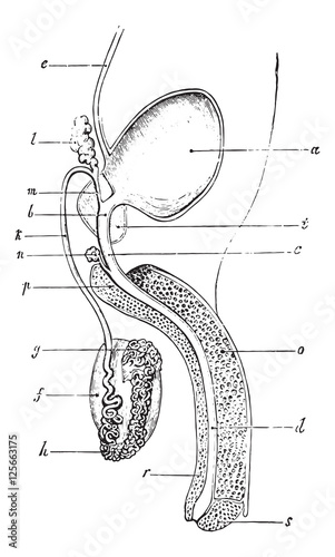 Genitourinary or urogenital system of man, vintage engraving.