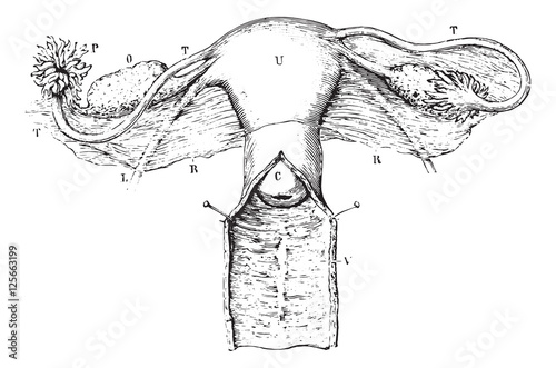 Internal genitalia of women, vintage engraving.