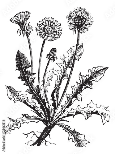 Dandelion or Taraxacum, vintage engraving.