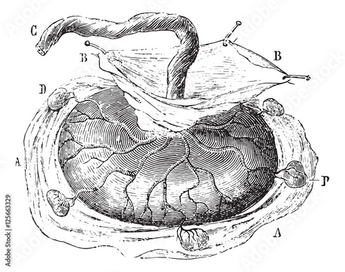 Placenta with five cotyledons isolated, vintage engraving.