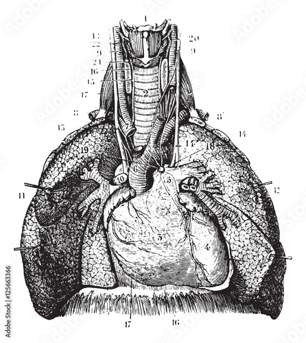 Main reports of the lungs. (Thoracic organs seen by their front