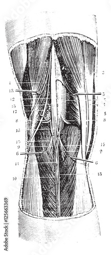 Popliteal region (left), vintage engraving. photo