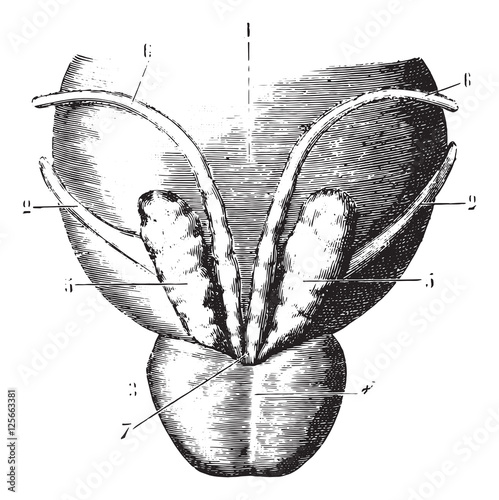 Seminal vesicles, prostate and posterior surface of the bladder,