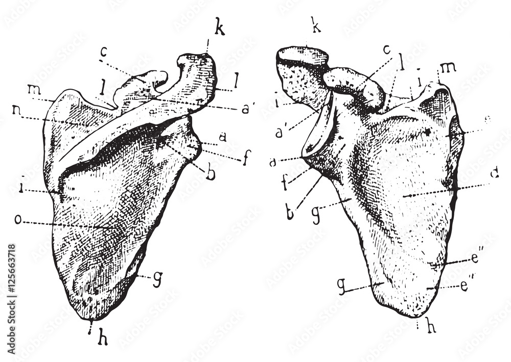 Scapula or Shoulder blade, vintage engraving.