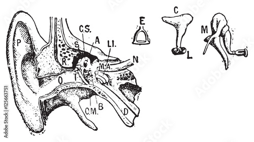 Ear, vintage engraving.