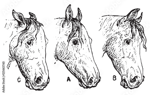 Horse ears, vintage engraving.