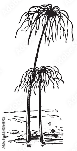 Papyrus Plant or Cyperus papyrus, vintage engraving.