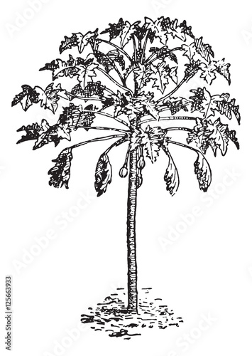 Papaya or Papaw, vintage engraving.