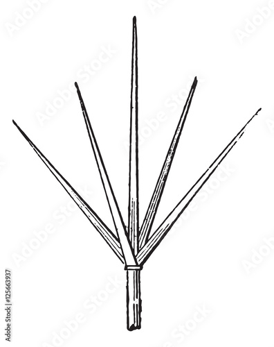 Lightning rod or Lightning conductor, vintage engraving.