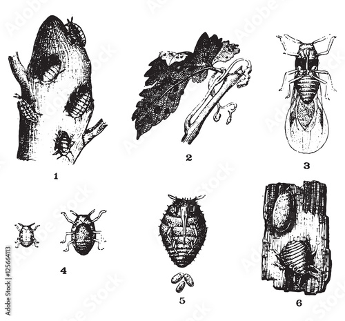 Phylloxera or Daktulosphaira vitifoliae, vintage engraving.