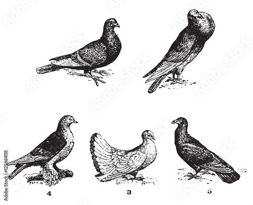 Pigeons, vintage engraving.