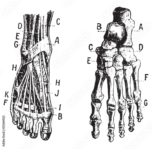 Foot, Fig 1. Muscles, Fig 2. Skeleton, vintage engraving. photo