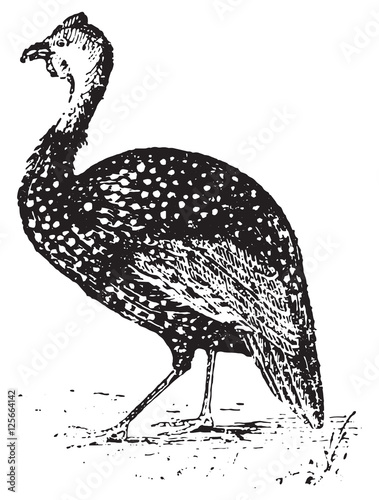 Guinea Fowl, vintage engraving.