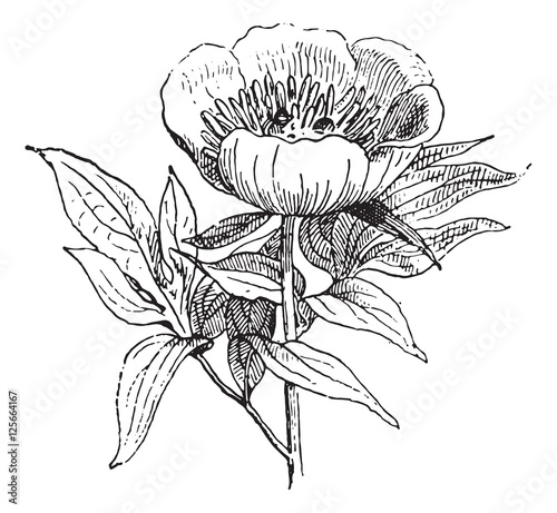 Paeonia or Peony, vintage engraving.