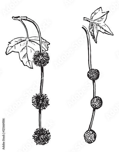 Platanus or Planes, vintage engraving.
