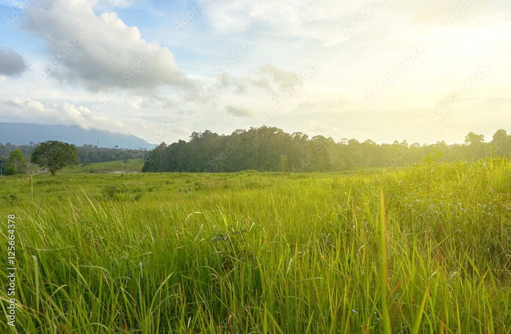green grass field under rim light. green grass field under rim light.