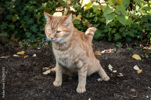 chat faisant ses besoin dans la terre du jardin photo